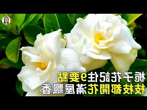 白蟬 梔子花